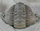 Removable Wide, Enrolled Flexicalymene Trilobite - Ohio #61028-1
